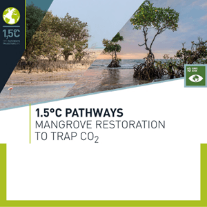 Header Of The Mangrove Restoration Facts Sheets