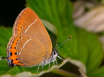 Hairstreak (Satyrium Pruni) Butterfly © Hogo