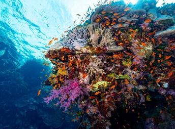 ©KAUST Corals