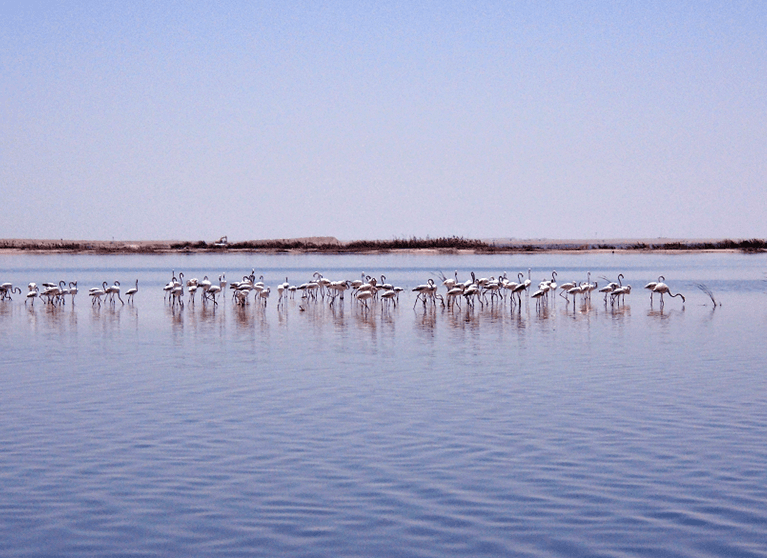 Lagoon Al Karaana C Egis