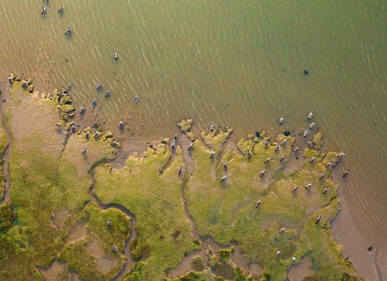 Istock Drone Wildlife Monitoring Photo Aerial Essex